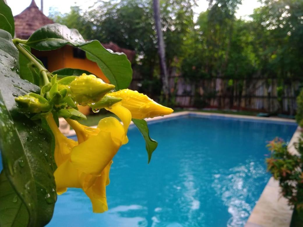 فندق غيلي آيرفي  Oasi Bungalows المظهر الخارجي الصورة